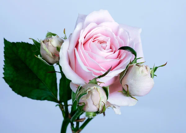 粉红玫瑰 — 图库照片