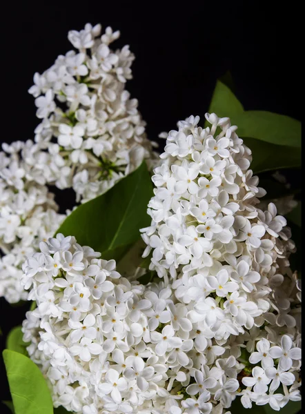 White lilac on a black background — Stock Photo, Image