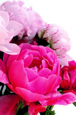 drie roze pioenrozen 