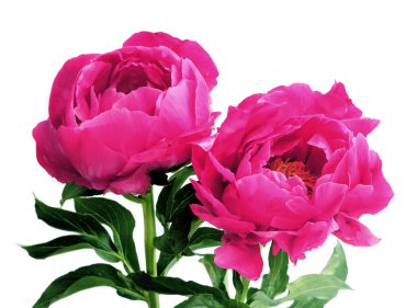 drie roze pioenrozen 