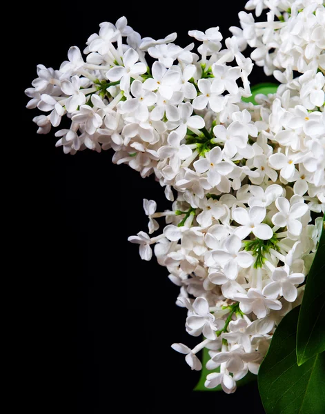 Lila bílá na černém pozadí — Stock fotografie