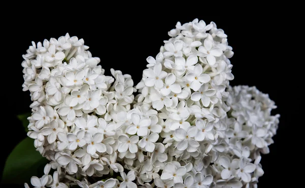 Lilás branco sobre um fundo preto — Fotografia de Stock