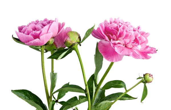 Peonia rosa — Foto Stock