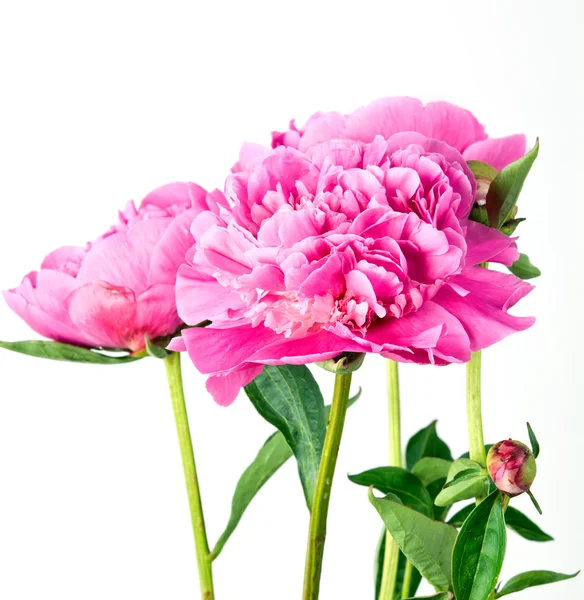 Pink peony — Zdjęcie stockowe