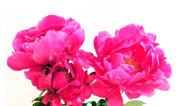 Peony flowers — Stock Photo, Image