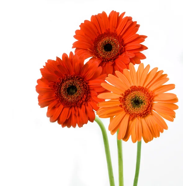 ガーベラ写真素材 ロイヤリティフリーガーベラ画像 Depositphotos