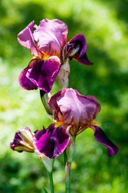 Menekşe çiçek iris