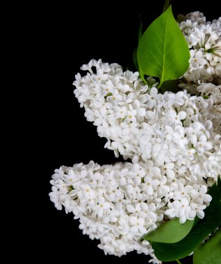 siyah bir arka plan üzerinde beyaz leylak