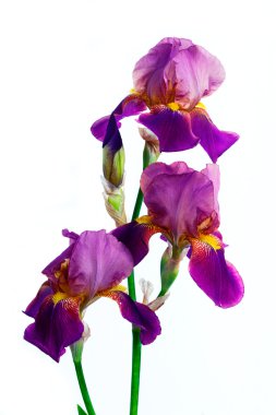 Violet flower iris clipart