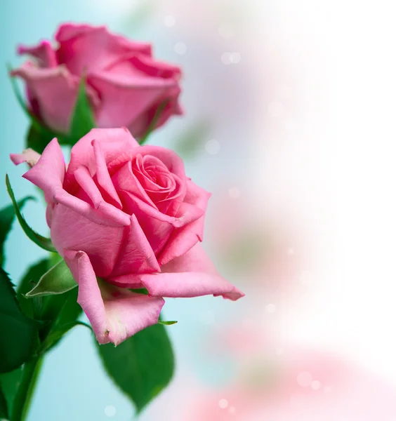 Rose — Stock Photo, Image