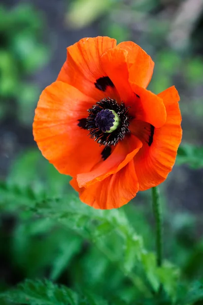 The poppies — Stock Photo, Image