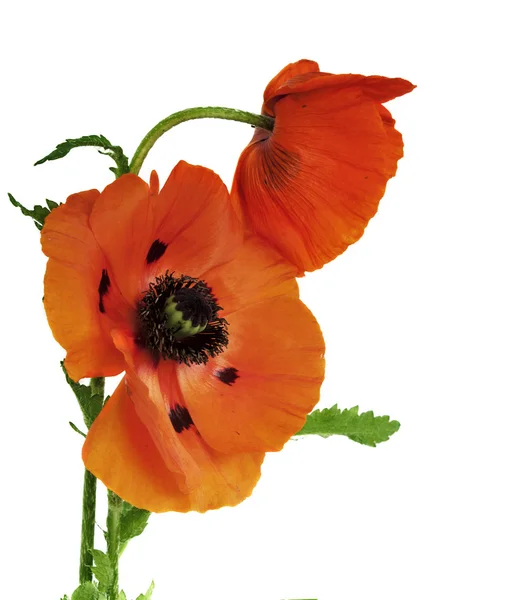 Poppy flowers — Stock Photo, Image