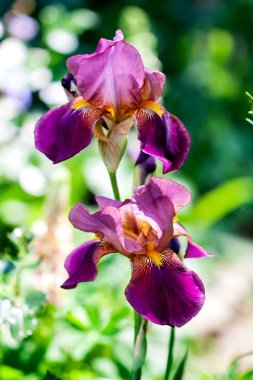 Menekşe çiçek iris