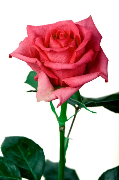 Róż — Zdjęcie stockowe