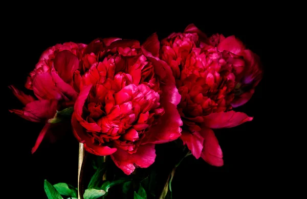 Dark red peony — Stock Photo, Image