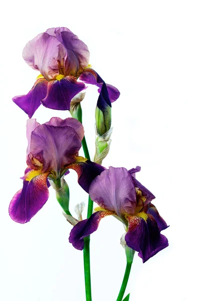 Violet bloem iris — Stockfoto