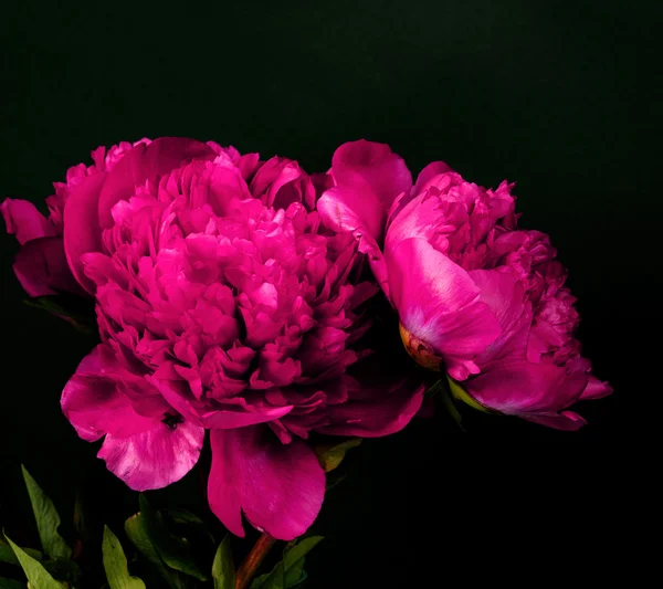 Donker rood peony — Stockfoto