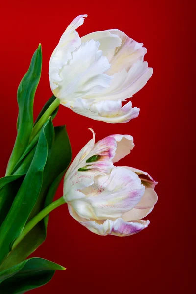 Tulpenblüten — Stockfoto