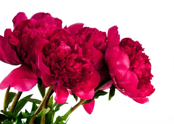 Fiore di peonia — Foto Stock