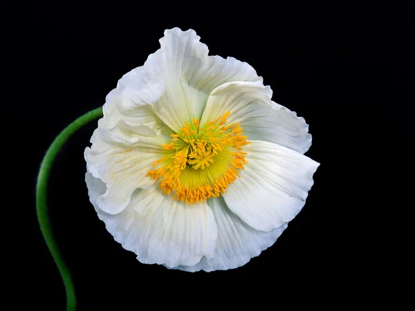 Flor de amapola — Foto de Stock