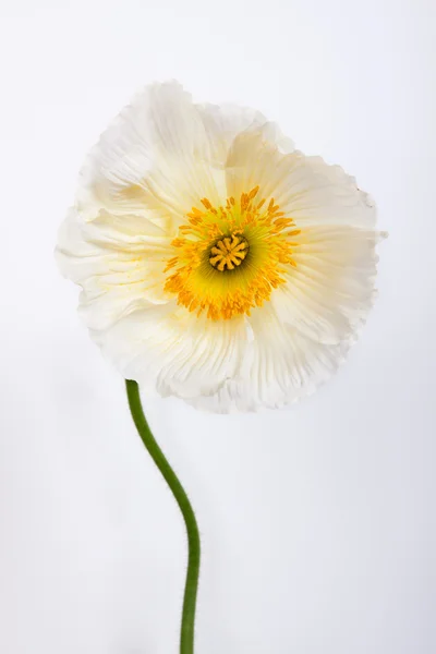 Flor de amapola — Foto de Stock