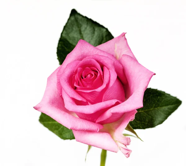 Rosas cor de rosa — Fotografia de Stock