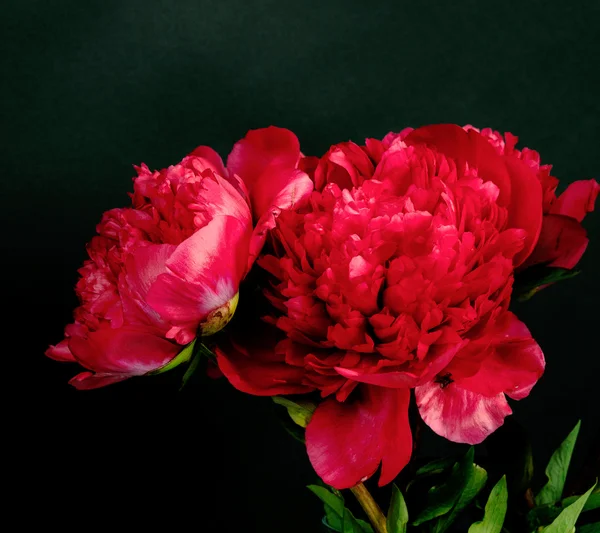 Peonia rosso scuro — Foto Stock