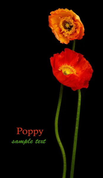 Roter Mohn — Stockfoto