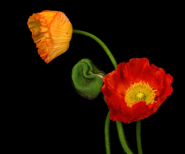 Amapolas rojas — Foto de Stock