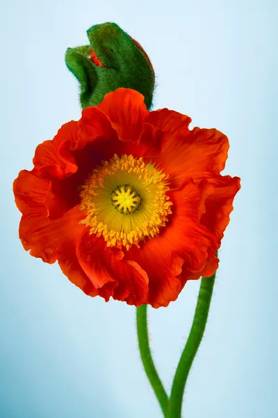 Poppy flower — Stock Photo, Image