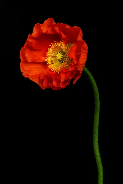 Poppy Flowers — Stock Photo, Image