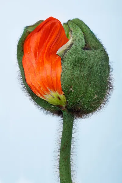 Flor de papoila — Fotografia de Stock