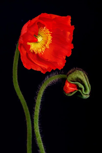 Poppy Flowers — Stock Photo, Image