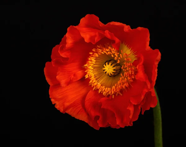 Flores de amapola — Foto de Stock