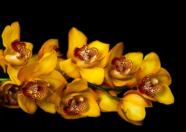 Žlutá orchidej — Stock fotografie
