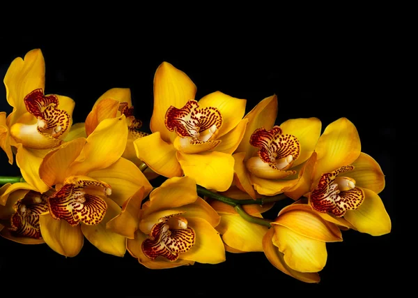 Orquídea amarela — Fotografia de Stock