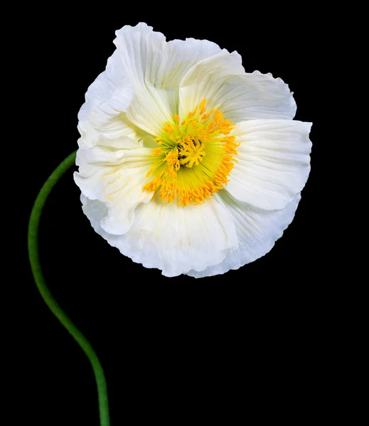 Poppy Flowers Stock Image