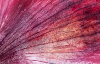 Kırmızı soğan makro çekim