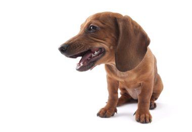 3 aylık daksund köpek maması yiyor