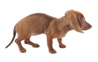 Dachshund Köpek yavrusu, 3 aylık