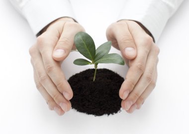 küçük bitki eller tarafından korunan