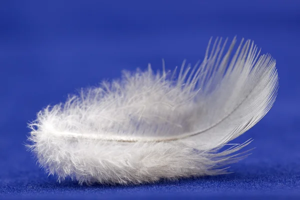 푸른 배경에 있는 깃털 — 스톡 사진