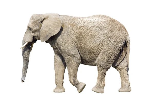 African elephant with clipping path — Stock Photo, Image