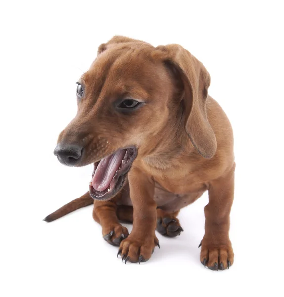 Dachshund cachorro, 3 meses de edad — Foto de Stock