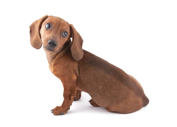 Dachshund cachorro, 3 meses de edad — Foto de Stock