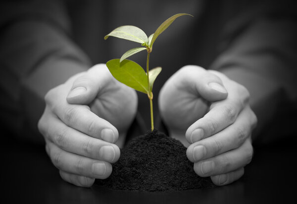 Small plant protected by hands