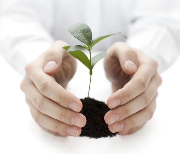 Small plant protected by hands — Stock Photo, Image