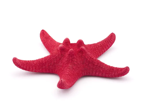 Red starfish isolated on white — Stock Photo, Image