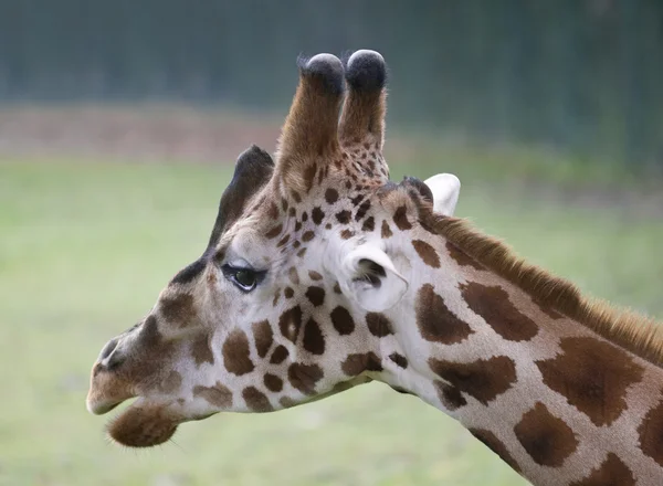 Giraff huvud — Stockfoto