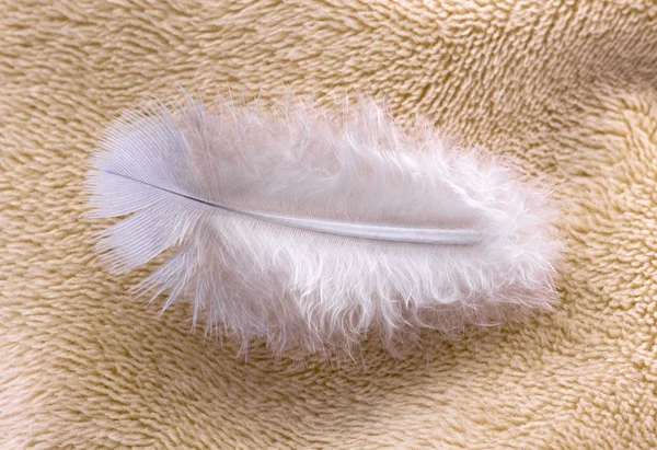 Feather on fabric — Stock Photo, Image